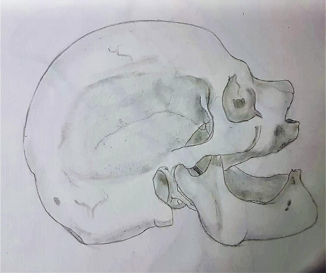 Skull Made In Pencil